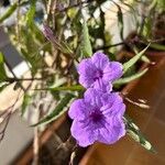 Ruellia simplex Квітка