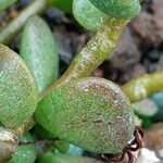 Adromischus diabolicus