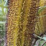 Banksia spinulosa Floare