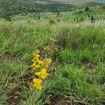 Crotalaria brevidens Fleur