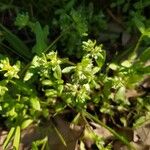Valerianella locusta 葉