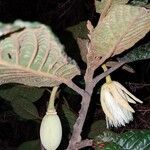 Elaeocarpus geminiflorus Froito
