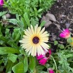 Dorotheanthus bellidiformis Flor