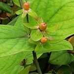 Hypericum × inodorum Fruit