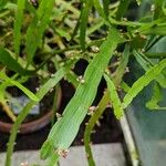 Muehlenbeckia platyclada Blatt