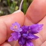 Dipterostemon capitatus Flower