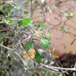 Corokia cotoneaster পাতা