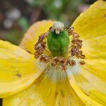 Papaver cambricum Fruit