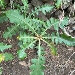 Sonchus congestus Blatt