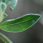 Psathura borbonica 葉