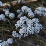 Iberis procumbens Fula