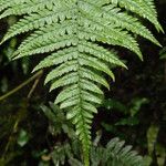 Dryopteris pentheri Blatt