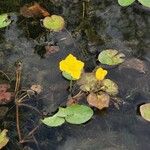 Nymphoides peltata Blomma