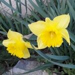 Narcissus pseudonarcissus Blüte