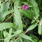 Knautia macedonica Habitat