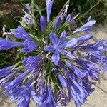 Agapanthus africanusKvět