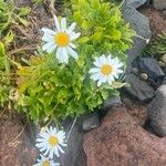 Argyranthemum pinnatifidum 整株植物