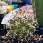 Mammillaria winterae Leaf