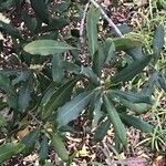 Rapanea melanophloeos 叶