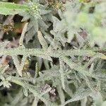 Heliotropium bacciferum Corteza