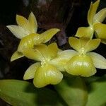 Epidendrum hunterianum Λουλούδι