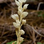 Cephalanthera austiniae Flower