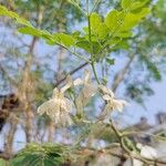 Moringa oleiferaBlodyn