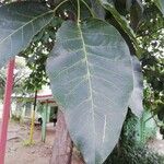 Tabebuia rosea Leaf