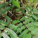 Pentaclethra macrophylla ഇല
