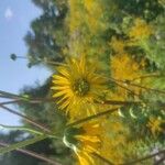 Silphium terebinthinaceum Kukka