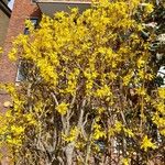 Forsythia suspensa Цветок