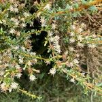 Olearia solandri Flower