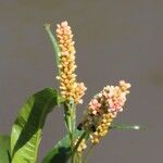 Persicaria senegalensis