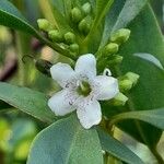 Myoporum laetum 花