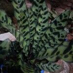 Calathea lancifolia Hoja