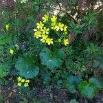 Ranunculus cortusifolius Habit