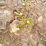Gayophytum humile 葉