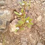 Gayophytum humile Blad