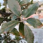 Quercus ilex Yaprak