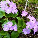 Primula hirsuta Cvet