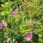 Lathyrus odoratus Buveinė