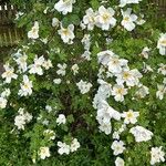 Rosa arvensis Vekstform