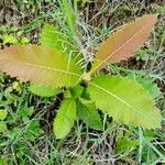 Curatella americana Leaf