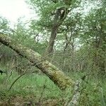 Berberis microphylla Natur