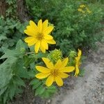 Silphium radula 花