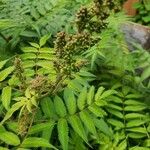 Sorbaria kirilowii পাতা
