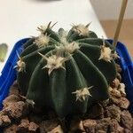 Echinocactus texensis Yaprak