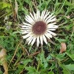 Carlina acaulis Folha