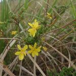 Hudsonia ericoides