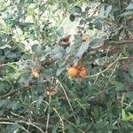 Rubus ellipticus Fruit